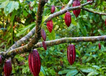 Những lưu ý để trồng cây hiệu quả hơn 