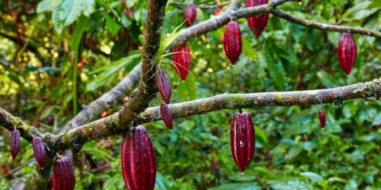 Những lưu ý để trồng cây hiệu quả hơn