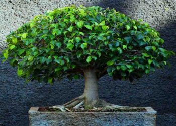 Cẩm nang chăm sóc cây tươi tốt, khỏe mạnh từ A đến Z