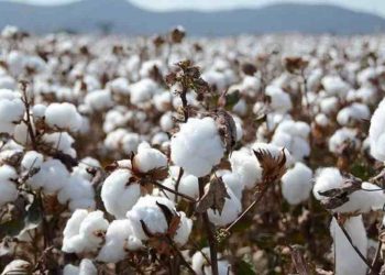 Cây bông, đặc điểm và công dụng mà chúng ta nên biết 