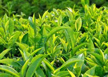 Cây chè, cách trồng và tác dụng hữu ích đối với sức khỏe