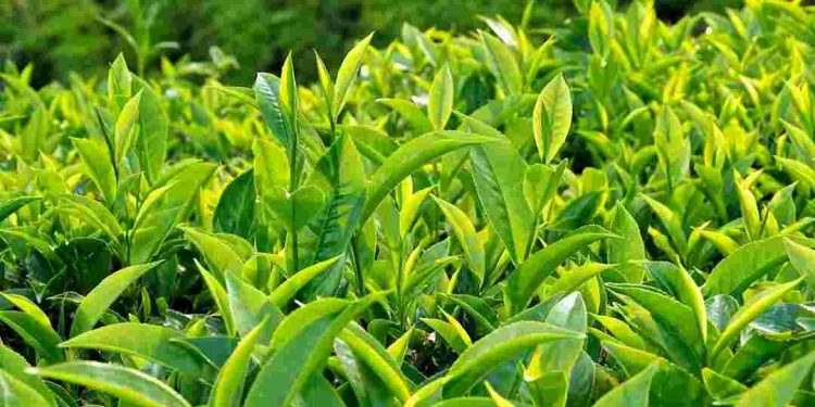Cây chè, cách trồng và tác dụng hữu ích đối với sức khỏe