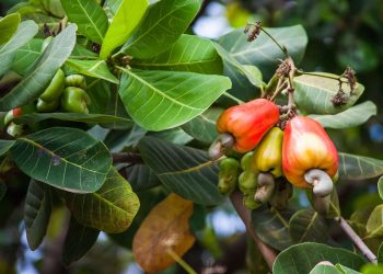 Cây điều là loại cây công nghiệp lâu năm được trồng phổ biến