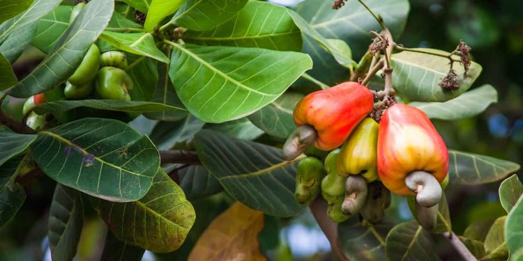 Cây điều là loại cây công nghiệp lâu năm được trồng phổ biến