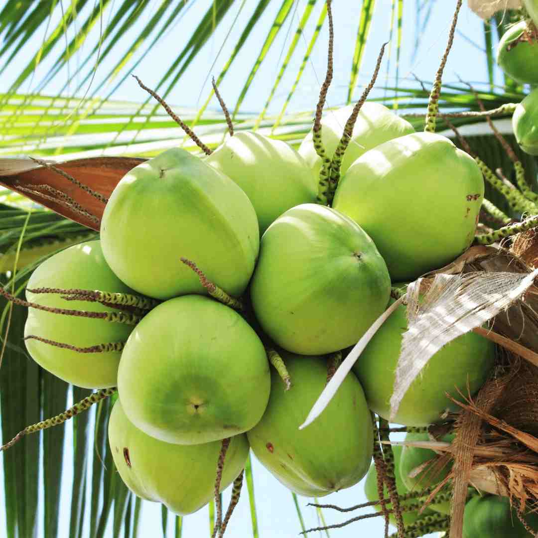 Cây dừa mang lại rất nhiều giá trị dinh dưỡng cho con người
