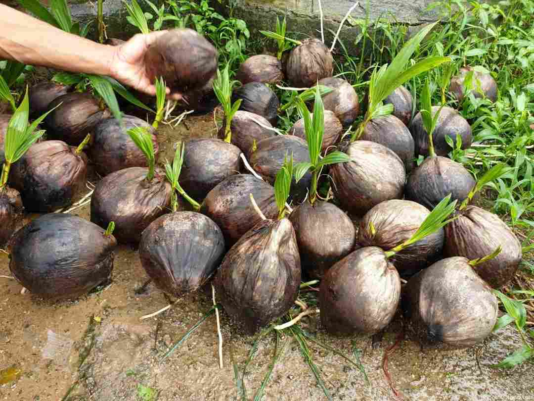 Dừa con được ươm giống từ trái dừa chín