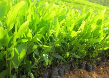 Giống cây keo vàng dễ trồng và chăm sóc