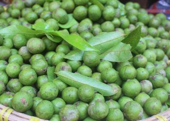 Quả sấu to tròn và có màu xanh 