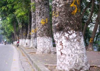 Xà cừ làm môi trường không khí trong sạch