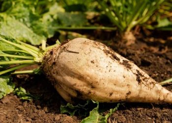 Món nhân sâm mùa đông của người nghèo