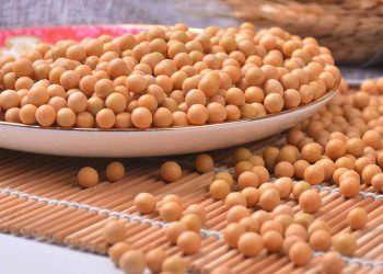 những thông tin hữu ích về loại cây họ đậu