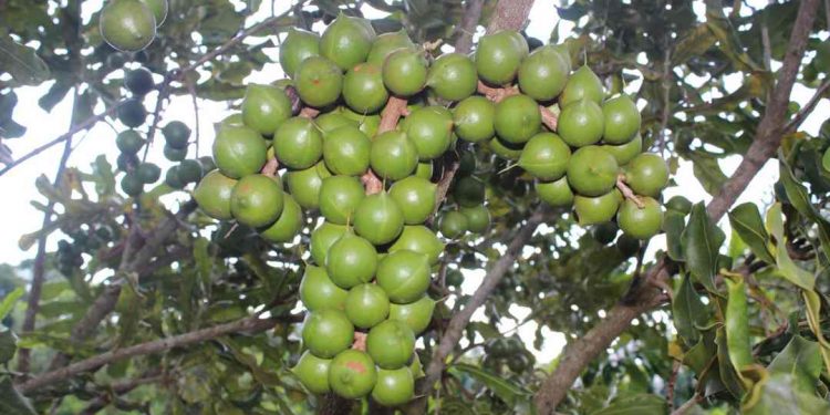 Giai đoạn bắt đầu của quả xuất hiện màu nâu