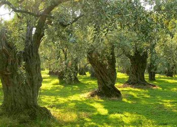 Một loài cây thần dược mà thiên nhiên ban tặng