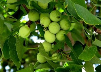 Bạch quả là loài cây có xuất thân từ Trung Quốc 