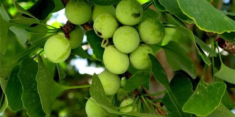 Bạch quả là loài cây có xuất thân từ Trung Quốc 