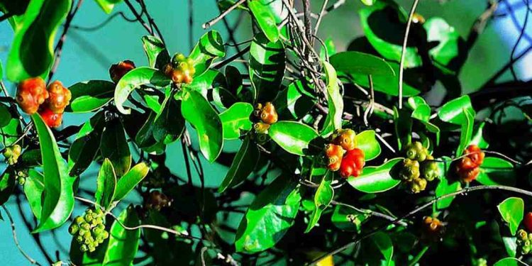 Cây Ba Kích có mặt ở nhiều nơi