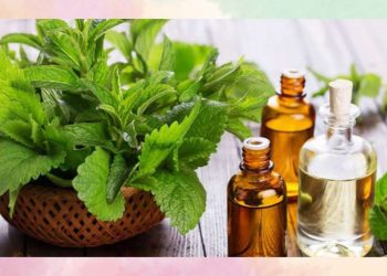 Cây bạc hà với nhiều công dụng trong thực thẩm và y học