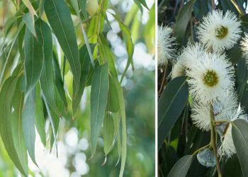 Công dụng của cây bạch đàn 