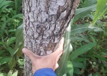 Hình dáng của cây giáng hương ở ngoài đời thật 