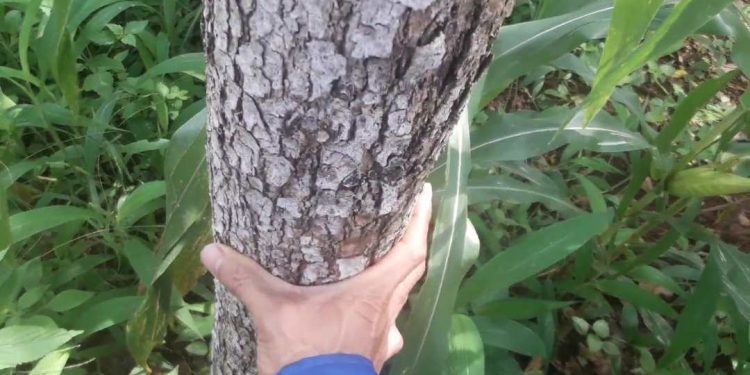 Hình dáng của cây giáng hương ở ngoài đời thật 