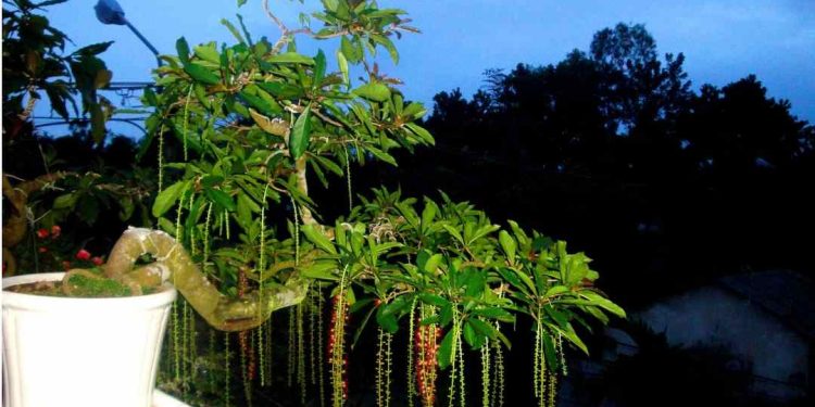 Lộc vừng mang lại bình an cho gia chủ