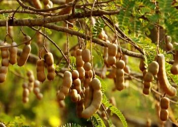 Mang một giá trị độc quyền cho riêng mình