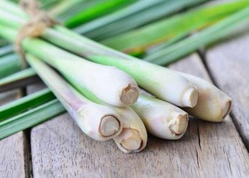 Cây sả chanh là loại cây phổ biến nhất ở Việt Nam