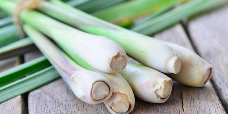 Cây sả chanh là loại cây phổ biến nhất ở Việt Nam