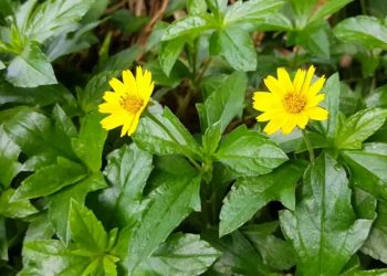 Hình ảnh rõ nét đặc điểm của cây sài đất