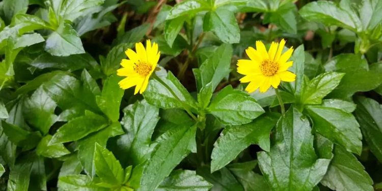 Hình ảnh rõ nét đặc điểm của cây sài đất