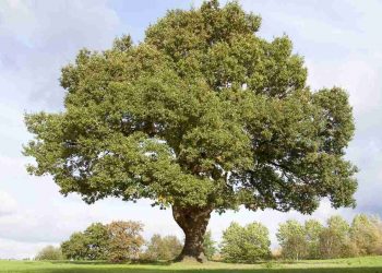 Cây sồi thuộc loài cây thân gỗ được sử dụng phổ biến trong đời sống