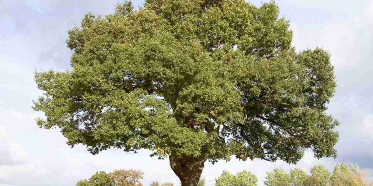 Cây sồi thuộc loài cây thân gỗ được sử dụng phổ biến trong đời sống