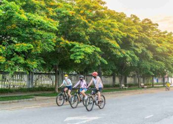 Hình ảnh sưa trắng nở rộ trên ven đường 