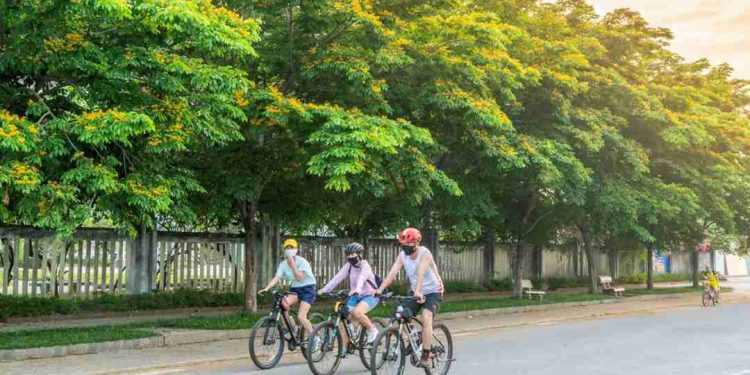 Hình ảnh sưa trắng nở rộ trên ven đường