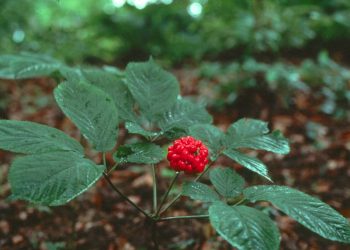 Hai bộ phận thường được dùng để chữa bệnh là củ và hoa tam thất