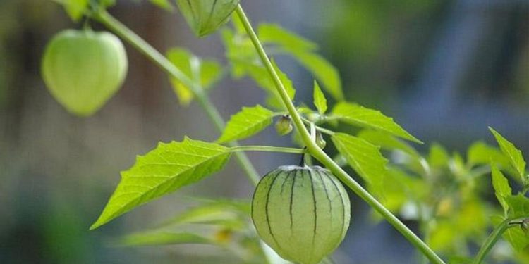 Cách trồng cây Thù Lù ngay tại nhà vô cùng đơn giản