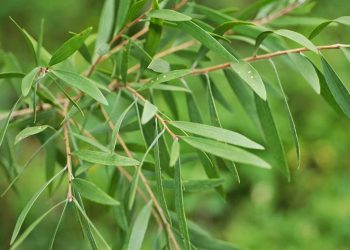 Giống tràm lá dài có lá to, dài và mỏng