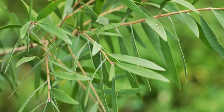 Giống tràm lá dài có lá to, dài và mỏng