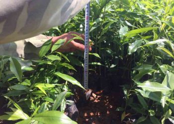 Cây trầm hương và những giá trị không phải ai cũng biết