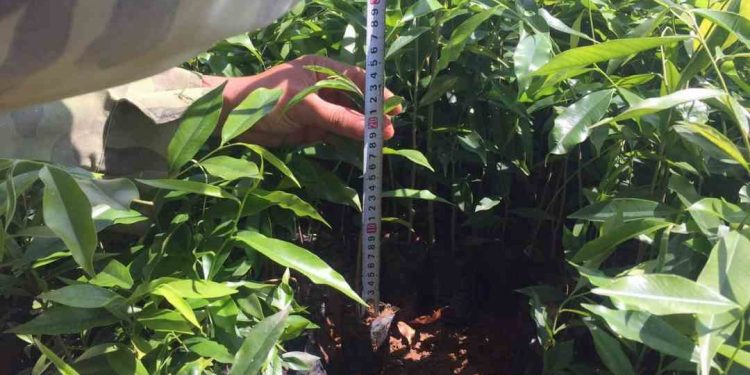 Cây trầm hương và những giá trị không phải ai cũng biết