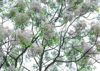 Cây xoan là nét đặc trưng trước nhà của những vùng quê phía Bắc 