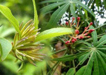 Sử dụng đỗ trọng để điều trị các bệnh