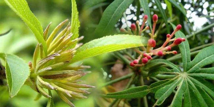 Sử dụng đỗ trọng để điều trị các bệnh