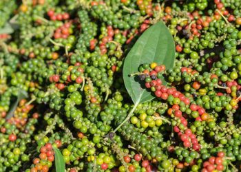 Lịch sử hình thành và sự ra đời của cây hồ tiêu