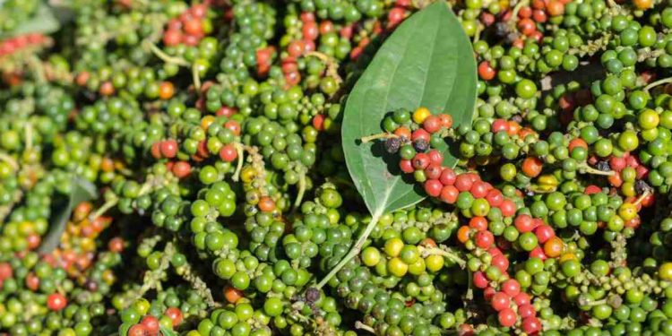 Lịch sử hình thành và sự ra đời của cây hồ tiêu