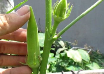 Những lưu ý trước khi trồng cây đậu bắp tại nhà