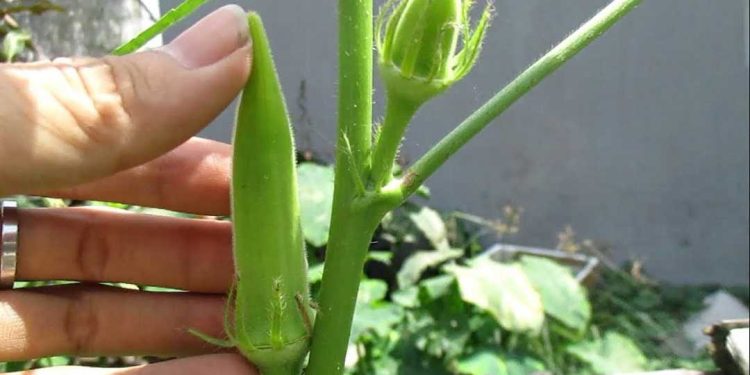 Những lưu ý trước khi trồng cây đậu bắp tại nhà