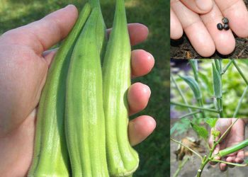 Kỹ thuật trồng đậu bắp đúng kỹ thuật, năng suất cao