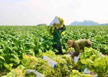 Cây có hại cho sức khỏe nhưng có lợi ích kinh tế