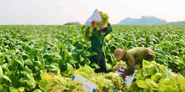 Cây có hại cho sức khỏe nhưng có lợi ích kinh tế